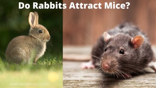 Do Rabbits Attract Mice? How to Keep Your Pet Rabbits Safe from Mice?