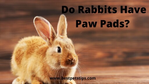 Do Rabbits Have Paw Pads?