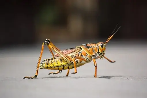 Grasshopper, Insect, Nature, Animal