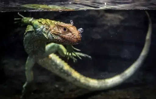 Caiman Lizard, Lizard, Reptile, Animal