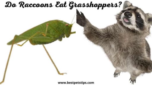 Do Raccoons Eat Grasshoppers? All You Need To Know