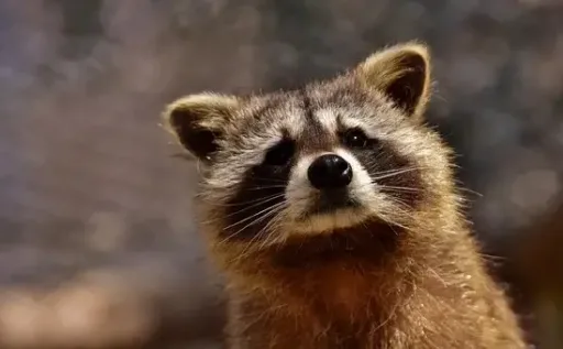 Raccoon, Wild Animal, Furry, Mammal
