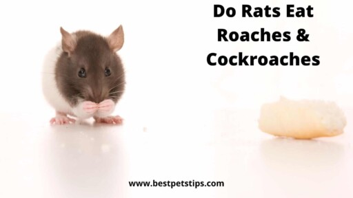 Do Rats Eat Roaches & Cockroaches