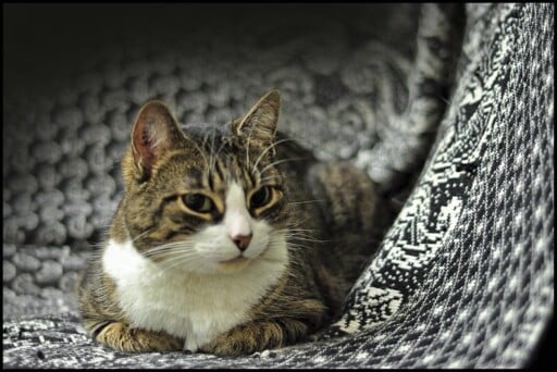 Does Garlic Kill Fleas On Cats