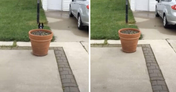 Dog ‘Hides’ Every Time Dad Calls Out For Her To Come Back Inside