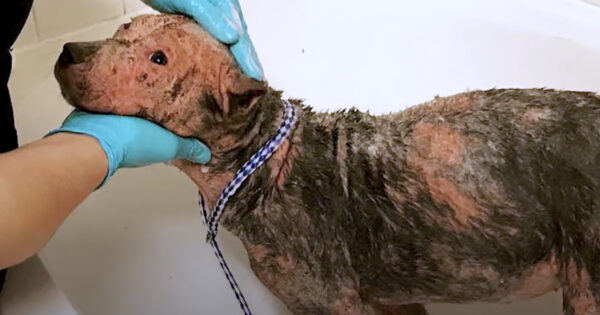 Dog Abandoned In A Grove Could Only Lie There As The Sun Beat Down