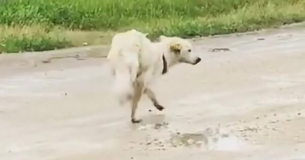 Dog Abandoned On The Street Has To Walk On Her Front Legs To Fend For Herself