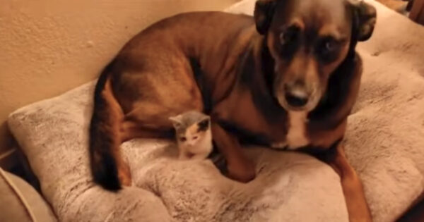 Dog Adopts Rescue Kitten As Her Own, Guards Her With Her Life