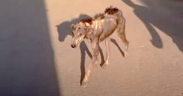 Dog Almost Scratched Herself To Death Fending For Herself On The Streets