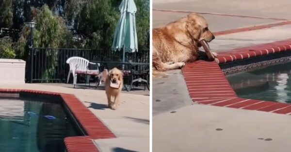 Dog Always Drops Toys In Pool For An Excuse To Go In And Get Them