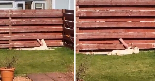 Dog Always Heads To The Fence When Let Out, Then Mom Sees An Arm Come Through