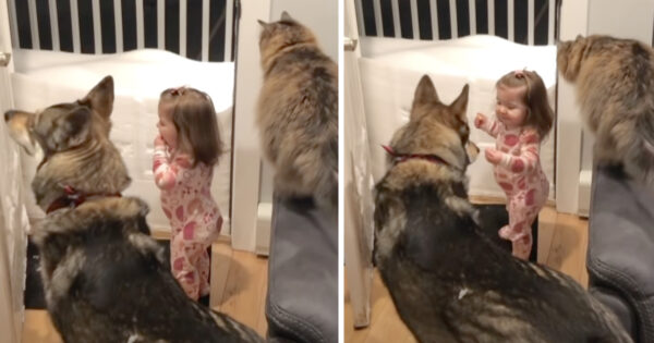 Dog And Cat Best Friends Always Tell Little Girl When It’s Time For Bed