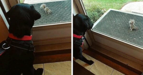 Dog And Squirrel Come Face To Face With Only The Door In Between Their Standoff