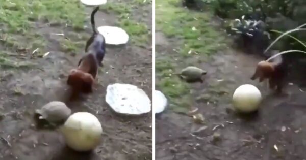 Dog And Tortoise Friend Play With A Ball Together