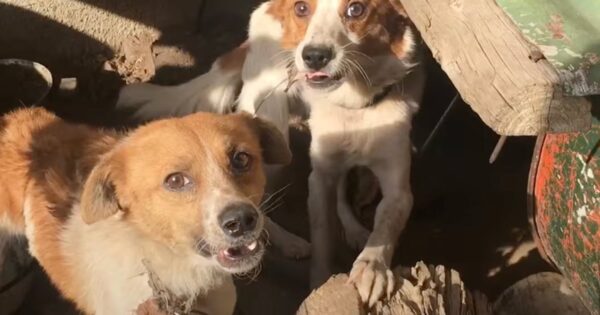 Dog Brothers Chained Out Together Were Never Supposed To See Each Other Again