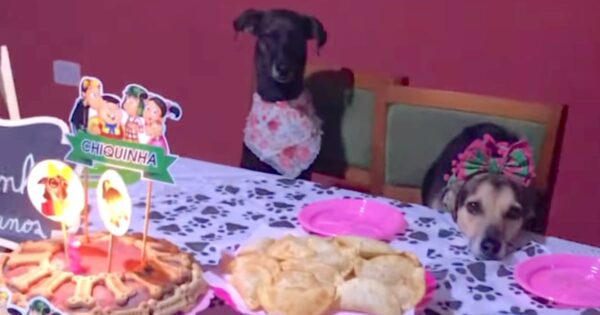 Dog Celebrates Her Birthday With Her Nine Doggy Brothers