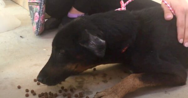 Dog Chained And Starved For 7 Years Gets First Real Meal