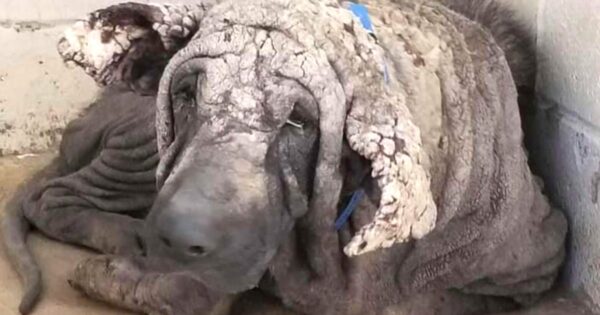 Dog Comes Into Shelter Looking Like A Stone Statue Before His Transformation