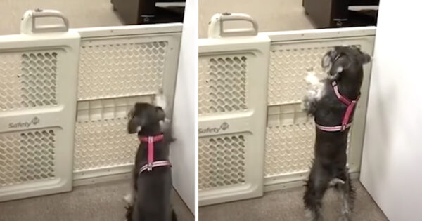 Dog Couldn’t Get Over The Pet Gate To The Treats, So A Friend Helped Out