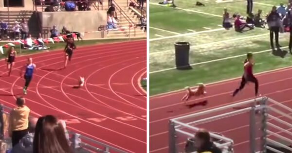 Dog Crashes Track Meet And Races All Of The Runners To The Finish Line