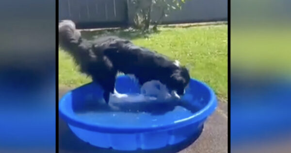 Dog Dies After Splashing Around In A Kiddie Pool