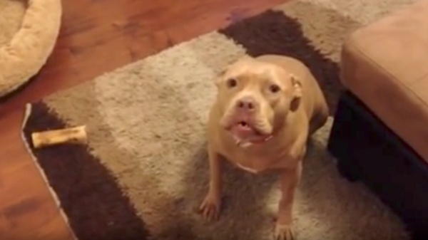 Dog Doesn’t Like Dad Coming Home Late, Makes Him Hear All About It