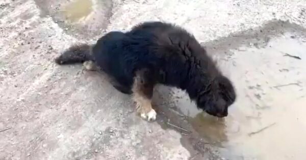 Dog Dragged Herself From A Restroom Where She Was Trying To Fend For Herself