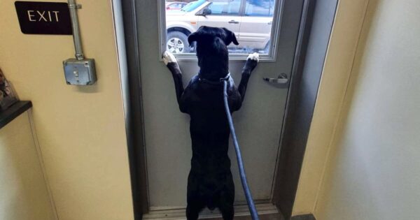 Dog Dropped Off At Shelter Looks Out The Window For Someone To Save Her