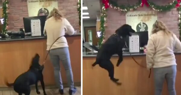 Dog Excited To Go To The Vet To Get His Ears Cleaned Out