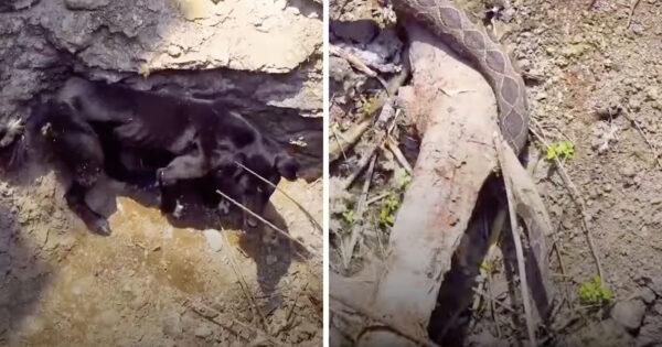 Dog Falls Down Into A Well, And He’s Not Alone