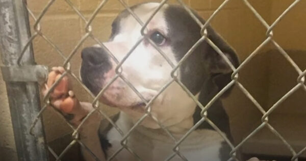 Dog Falls Into Depression After Her Miscarriage, But A Little One Heals Her