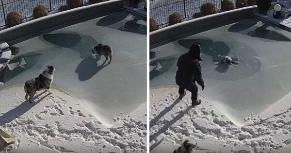 Dog Falls Through Surface Of Frozen Pool, And Dad Comes Over In A Panic