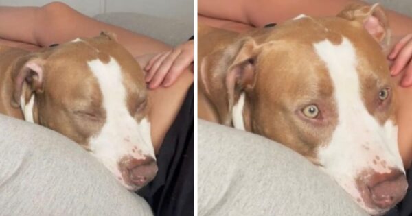 Dog Feels The Baby Kick In Mom’s Belly For The First Time