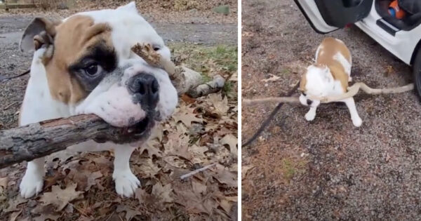 Dog Finds A Prize Of A Stick And Works To Bring It Back Home