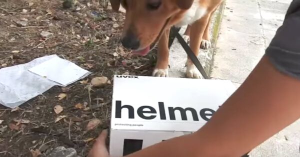 Dog Finds Box On The Road, Becomes Foster Dad To The Little Ones Inside