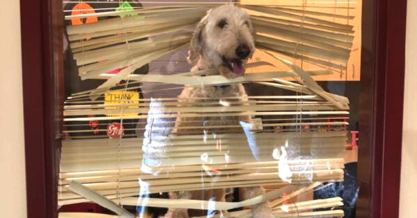 Dog Follows The Kids To School, Mom Receives Photo Of Him In Principal’s Office