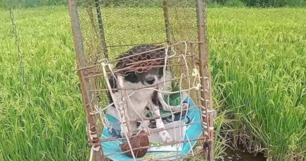 Dog Found Caged Out In The Middle Of A Field As A ‘Living Scarecrow’