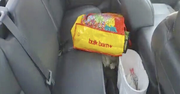 Dog Found In Hot Vehicle Was Doing His Best To Give Himself Some Shade