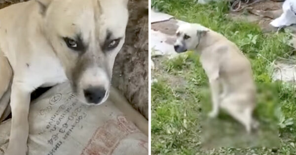 Dog Found Lying Around For A Week Gets Up Only To Drag His Body Along