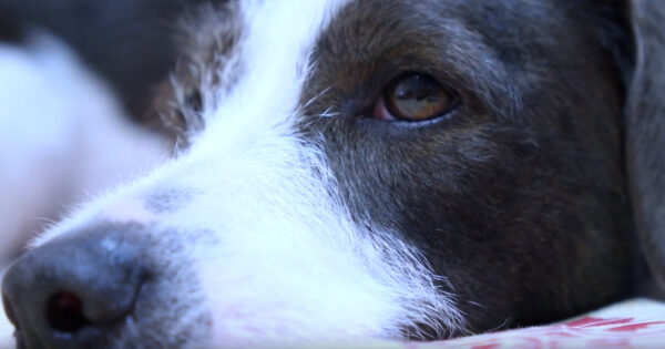 Dog Found Lying Next To Owner Who’d Passed Away 6 Weeks Prior