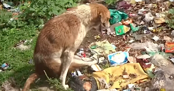 Dog Found With His Back Legs Bound Together Was Trying To Get Away