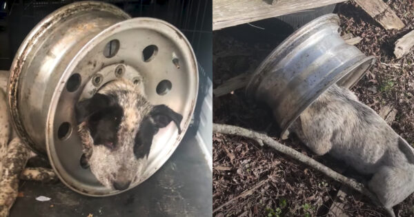 Dog Found With His Swollen Head Stuck In A Tire Rim And Time Ticking