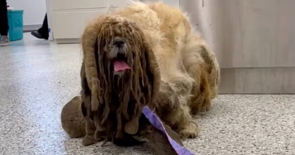 Dog Found With Such Matted Fur He Looked To Have Six Legs