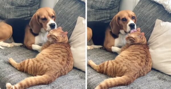 Dog Freezes Mid-Lick When Busted Grooming The Cat