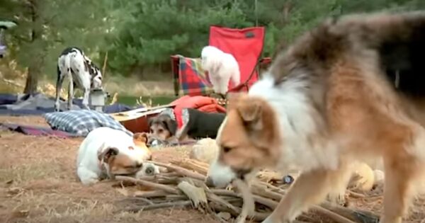 Dog Friends Find That Outdoor Camping Isn’t All It’s Cracked Up To Be