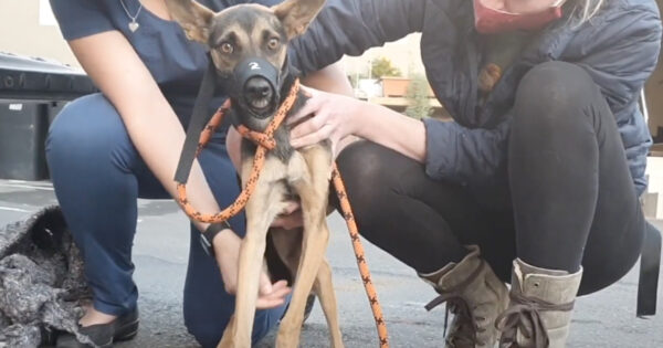 Dog Frozen With Fear On The Highway Receives Calming Whispers In His Ear