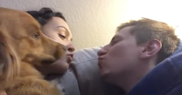 Dog Gets A Little Jealous When Mom And Dad Go In For A Kiss