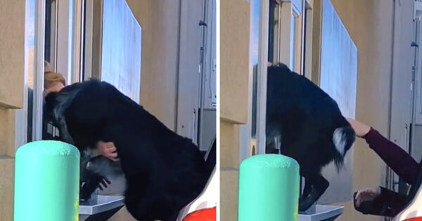 Dog Gets So Excited At The Drive-Thru He Climbs Through The Pickup Window