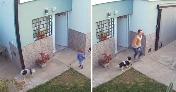 Dog Goes To Alert Owner About Child Escaping Through The Front Gate
