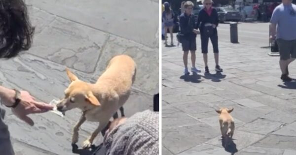 Dog Grabs Money From Some Strangers And Takes It Back To A Worthy Individual